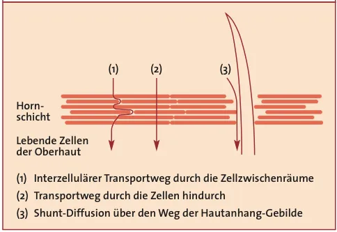 Schematische Darstellung der drei Transportwege durch die Haut: interzelluläre Diffusion, transzelluläre Diffusion und Shunt-Diffusion über Haarfollikel