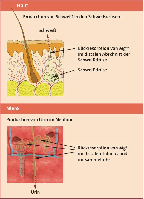 Schematische Darstellung der transdermalen Resorption von der Hautoberfläche bis in die tieferen Hautschichten